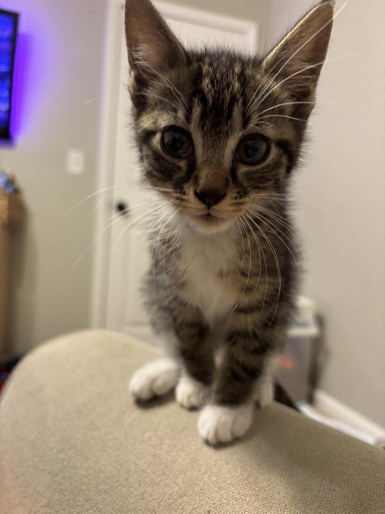 Enlarge Bellini, a Adoptable mixed breed in Newnan, GA image 4/6