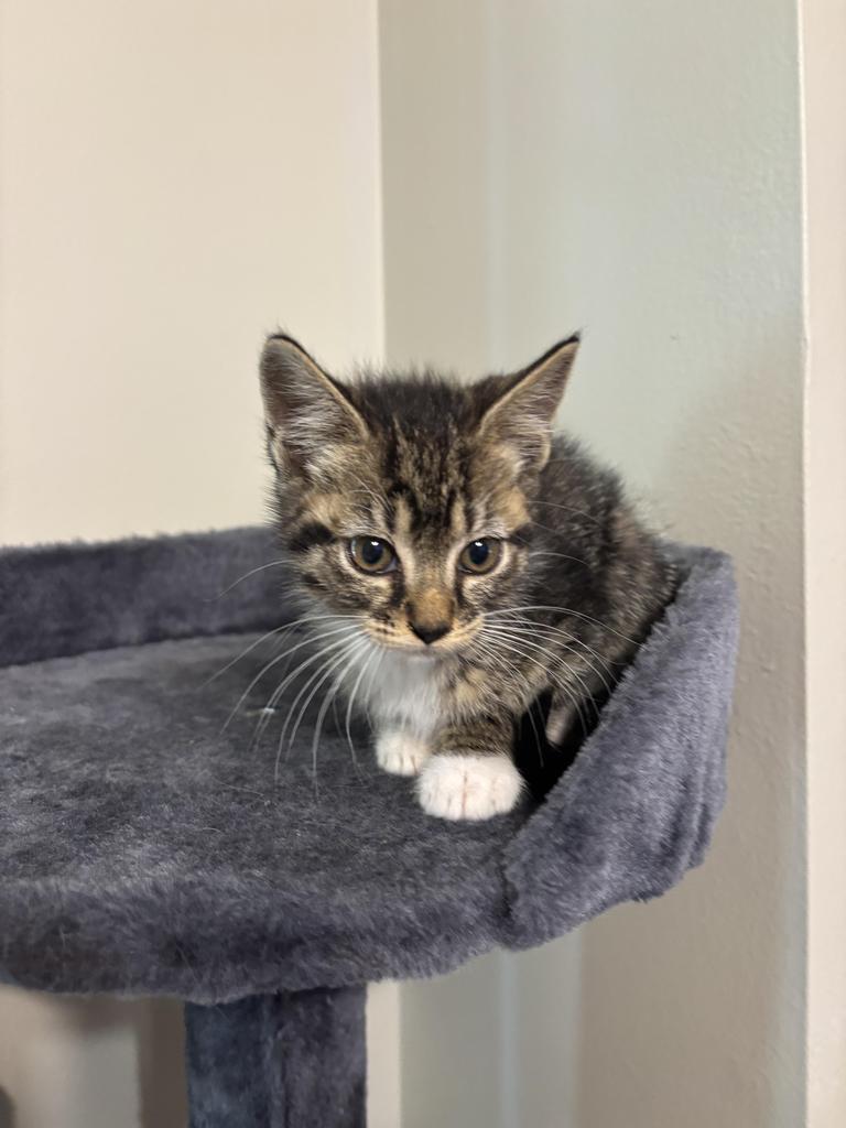 Enlarge Bellini, a Adoptable mixed breed in Newnan, GA image 5/6