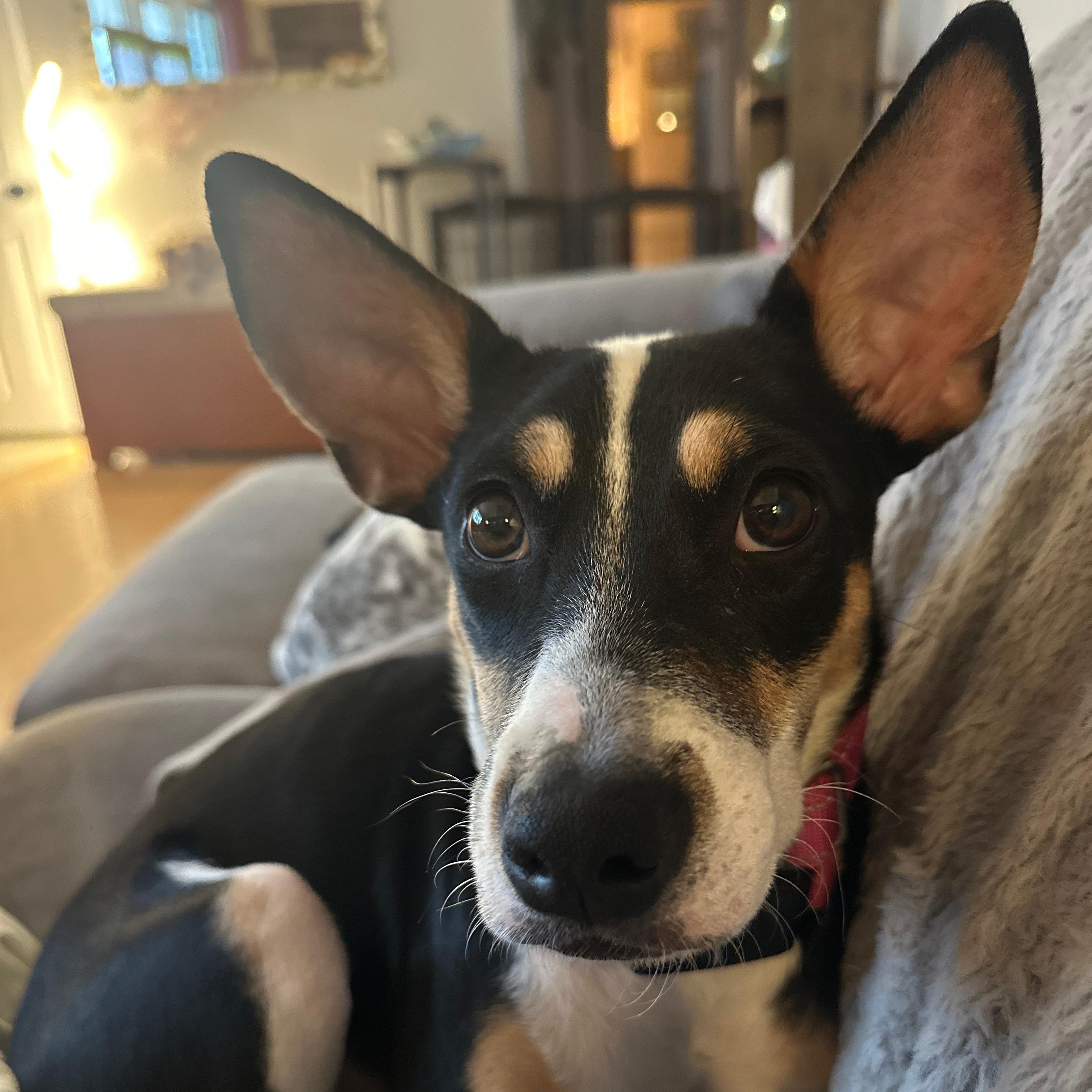 Enlarge Precious, a Adoptable mixed breed in Baldwin, MD image 4/6