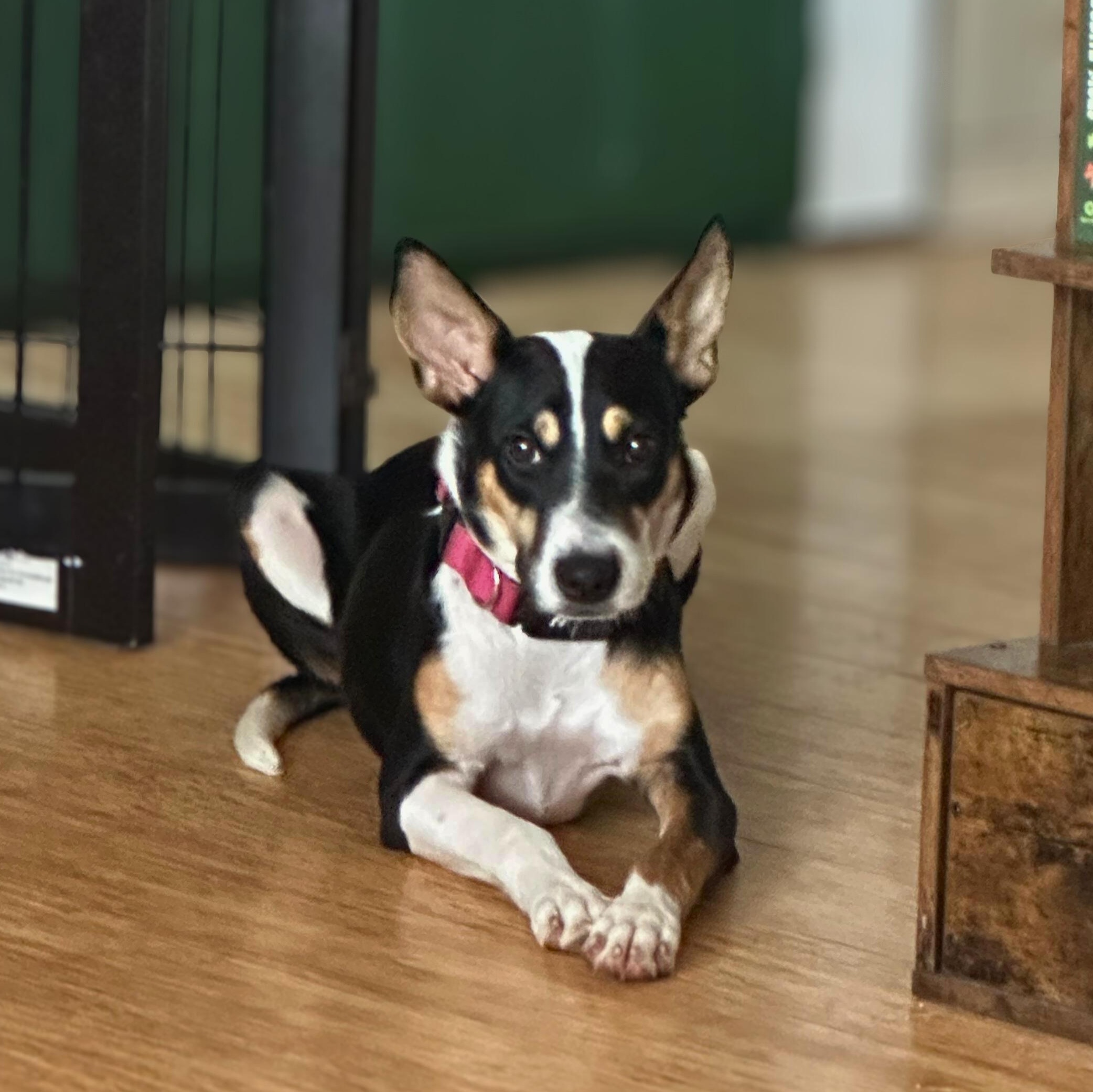 Enlarge Precious, a Adoptable mixed breed in Baldwin, MD image 5/6