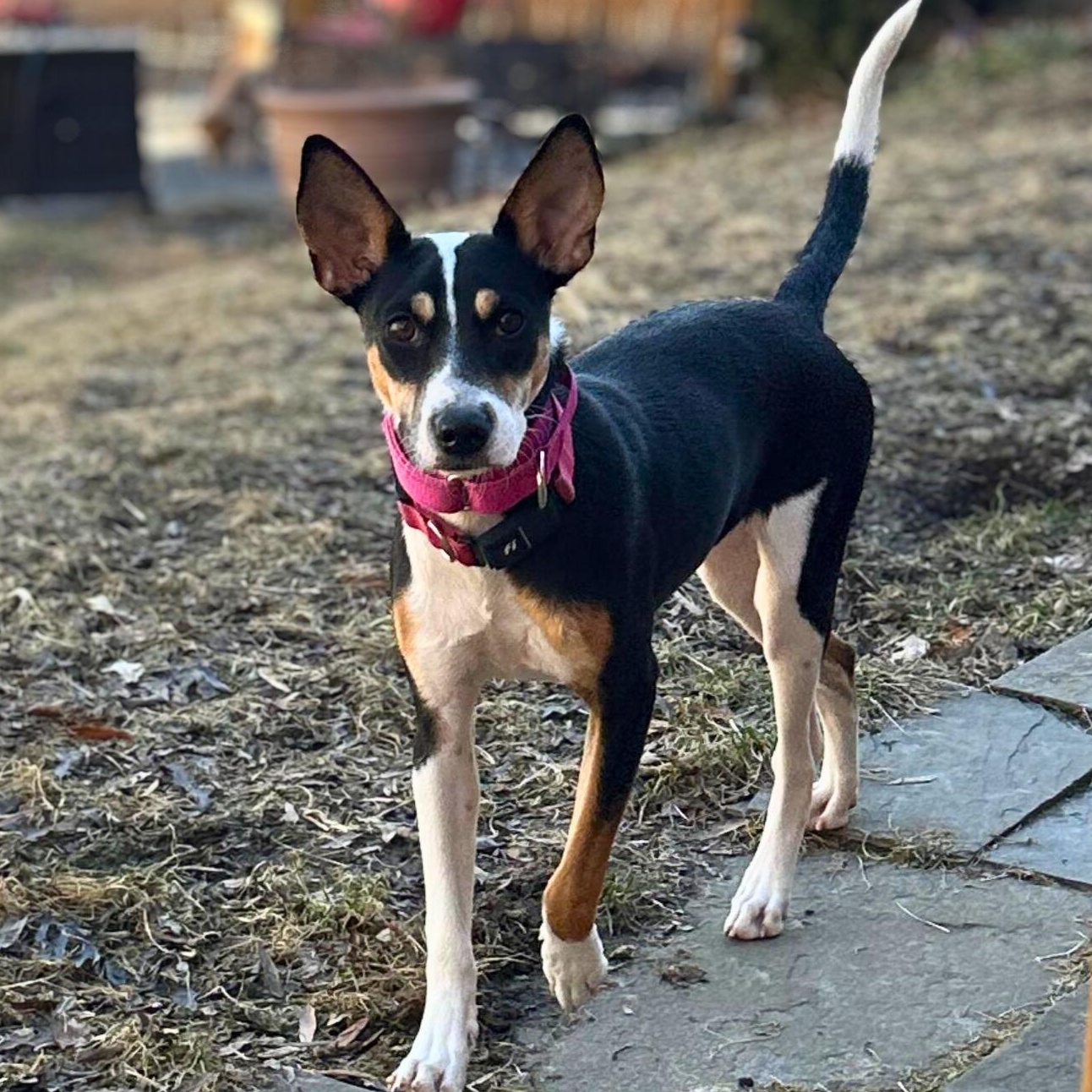 Enlarge Precious, a Adoptable mixed breed in Baldwin, MD image 1/6