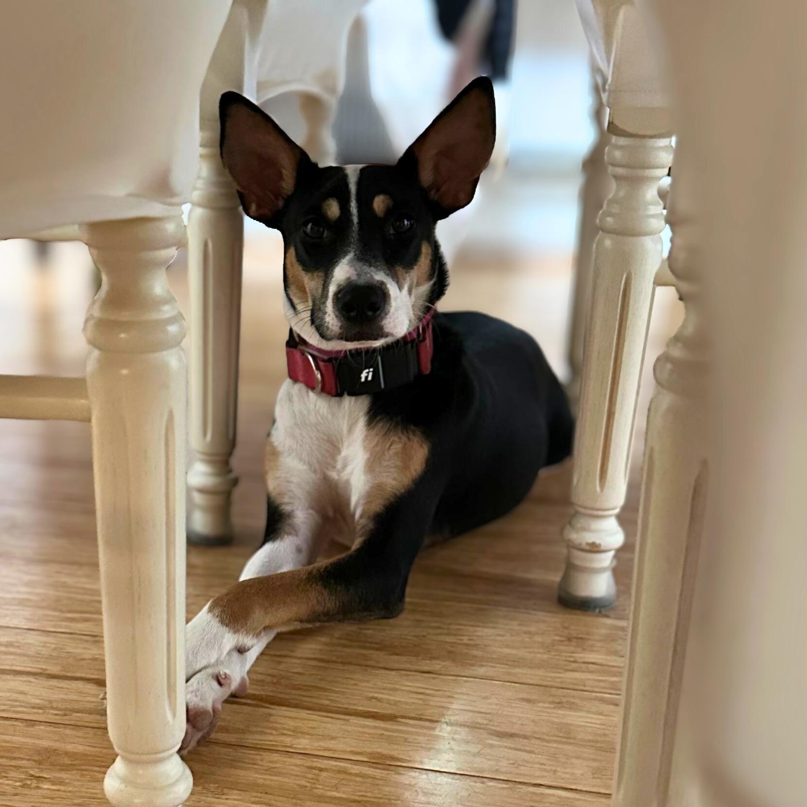 Enlarge Precious, a Adoptable mixed breed in Baldwin, MD image 3/6