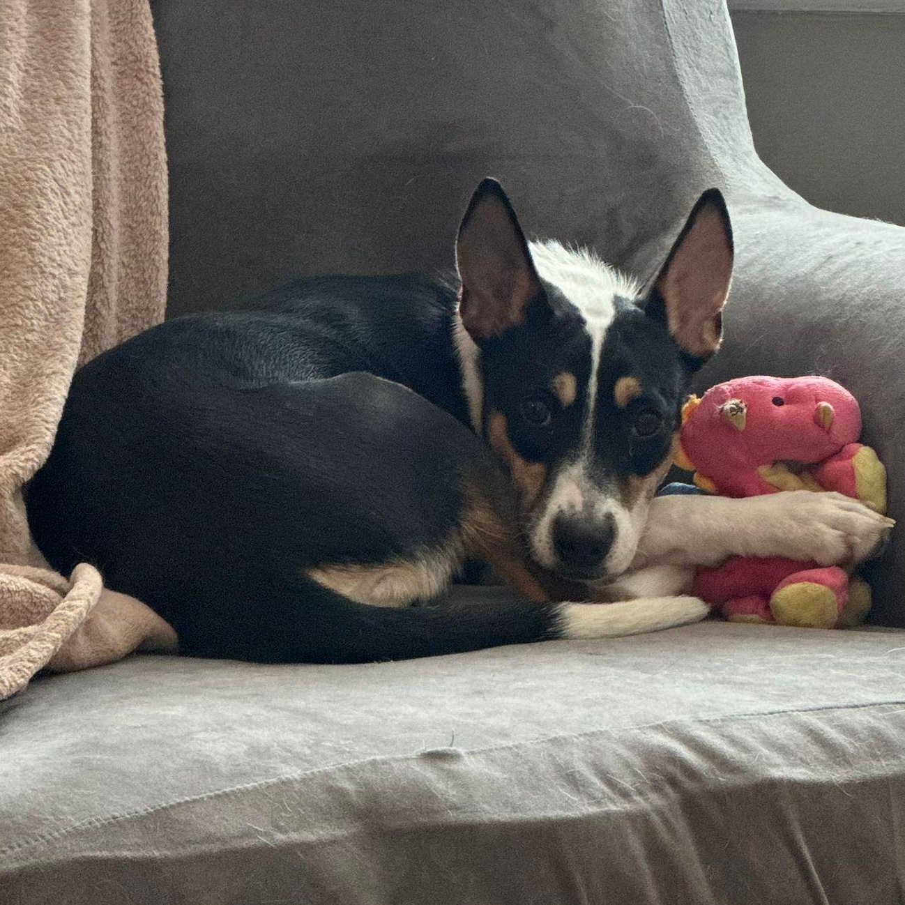 Enlarge Precious, a Adoptable mixed breed in Baldwin, MD image 6/6