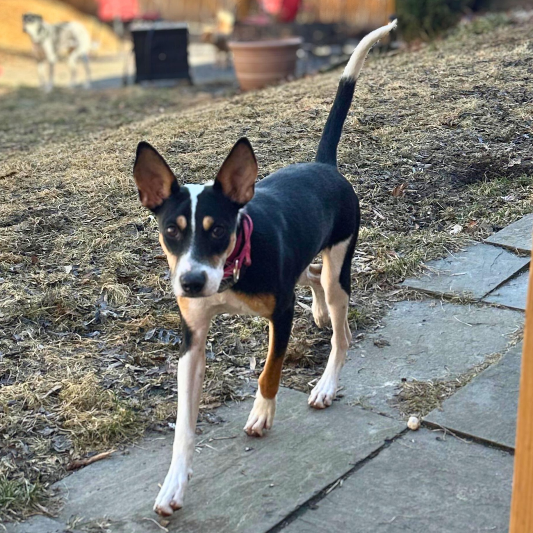 Enlarge Precious, a Adoptable mixed breed in Baldwin, MD image 2/6