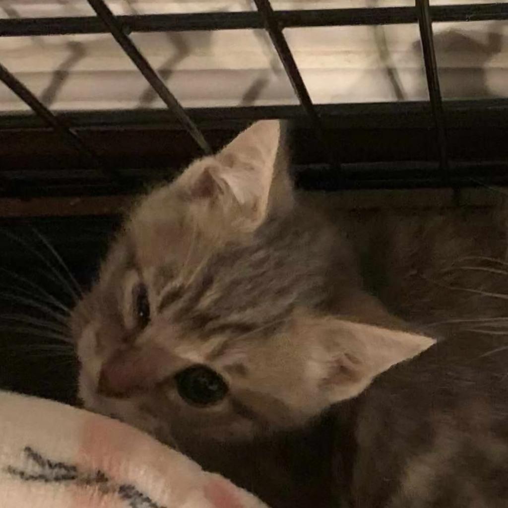 Enlarge Thea, a Adoptable Domestic Short Hair in Winchester, VA image 1/5