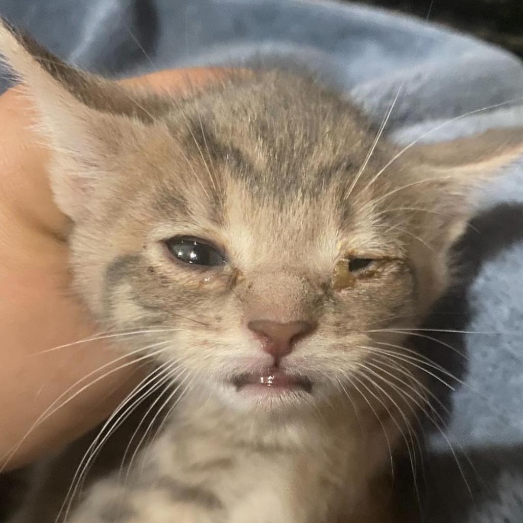 Enlarge Thea, a Adoptable Domestic Short Hair in Winchester, VA image 2/5