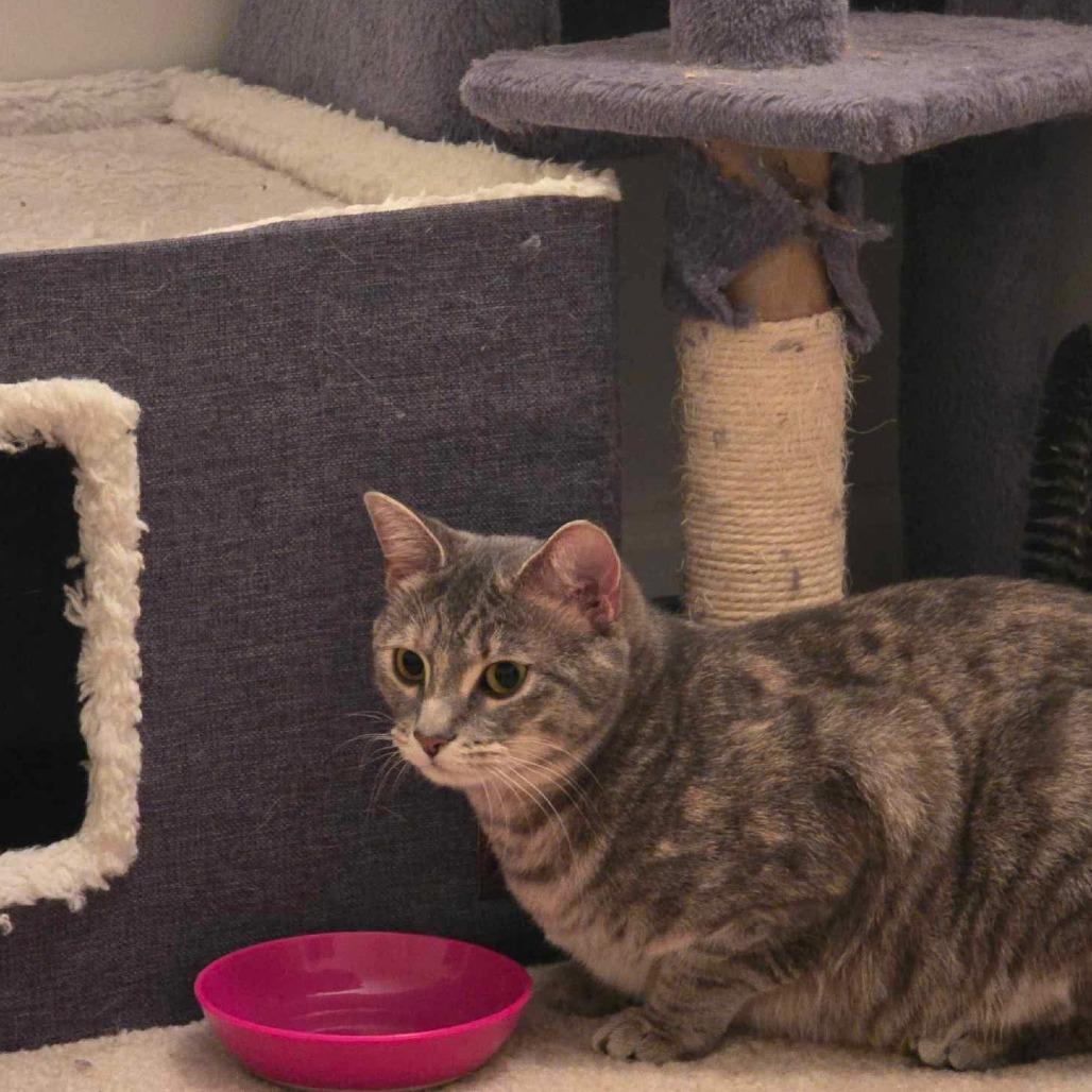 Enlarge Thea, a Adoptable Domestic Short Hair in Winchester, VA image 3/5