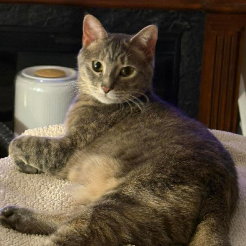 Enlarge Thea, a Adoptable Domestic Short Hair in Winchester, VA image 4/6