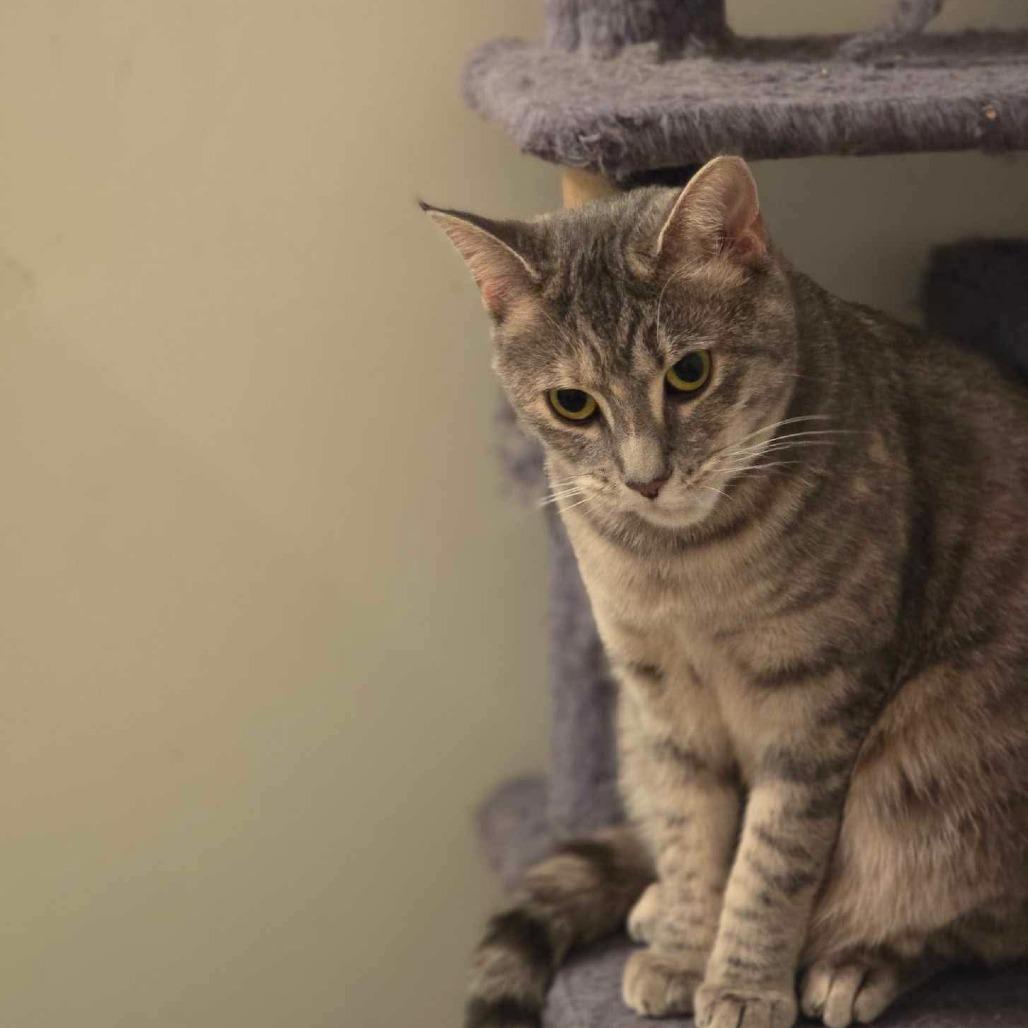 Enlarge Thea, a Adoptable Domestic Short Hair in Winchester, VA image 4/5