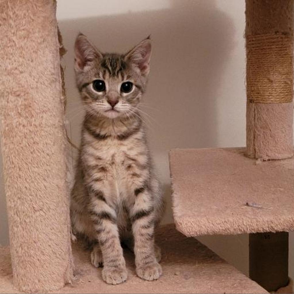 Enlarge Thea, a Adoptable Domestic Short Hair in Winchester, VA image 5/5