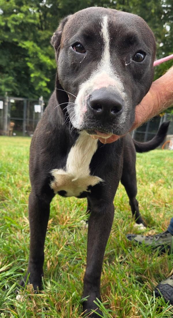 Thunder, Adoptable, Young Male Pit Bull Terrier.