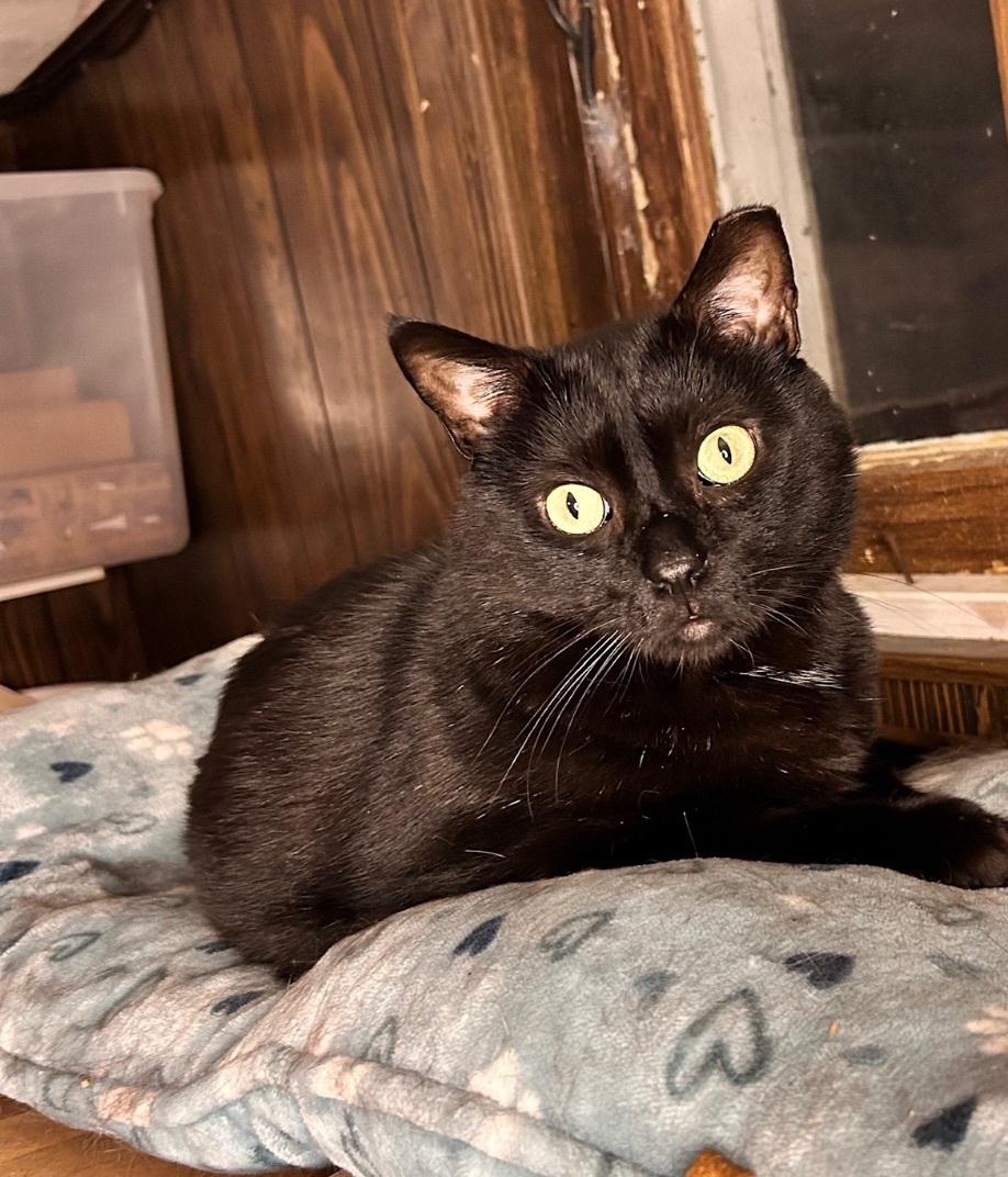 Blake, a Adoptable Domestic Short Hair in Nutley, NJ image 2/3