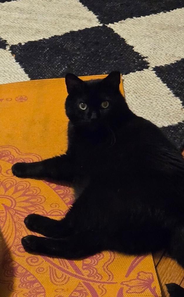 Blake, a Adoptable Domestic Short Hair in Nutley, NJ image 3/3