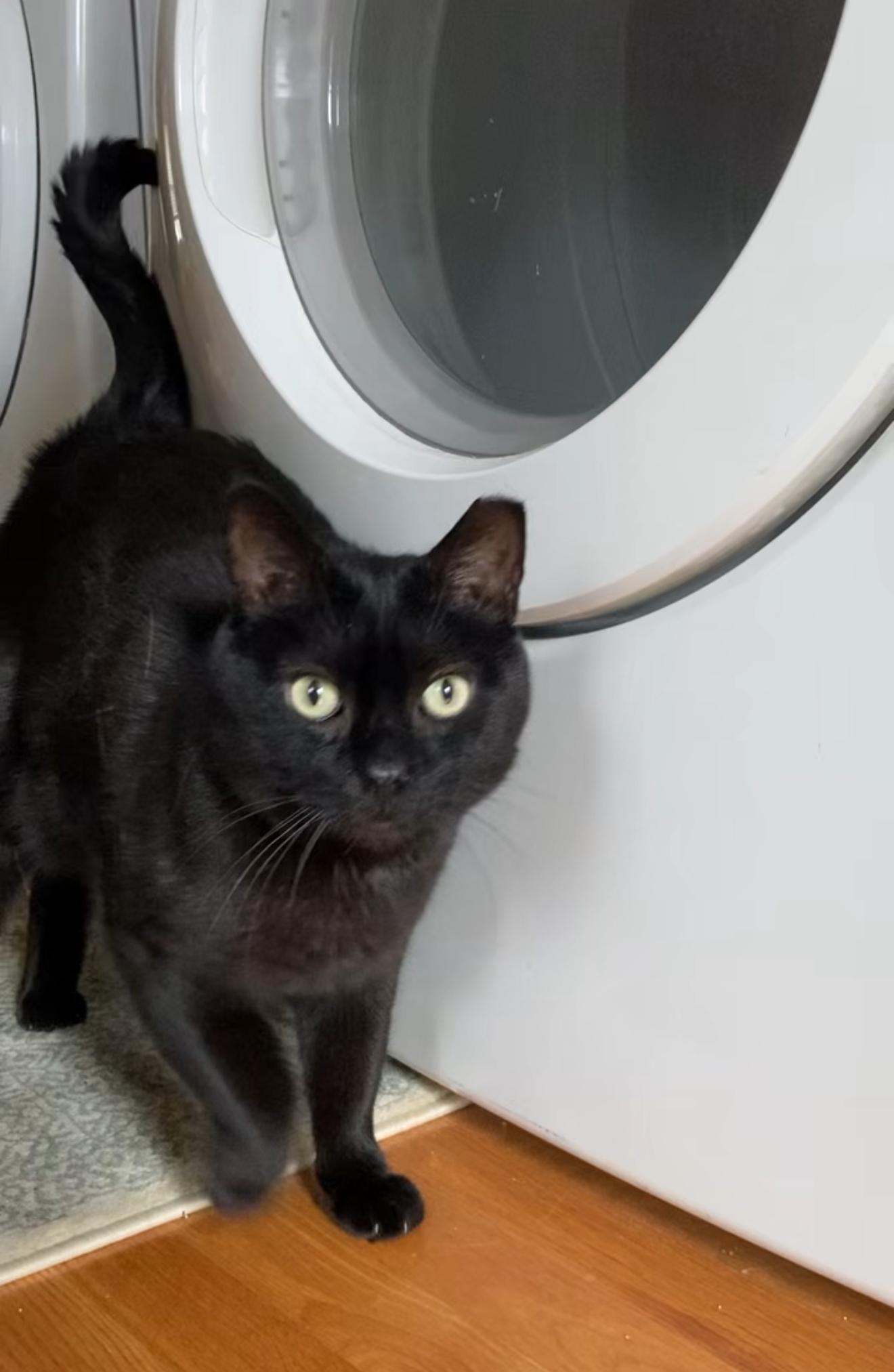Blake, Adoptable, Adult Male Domestic Short Hair.