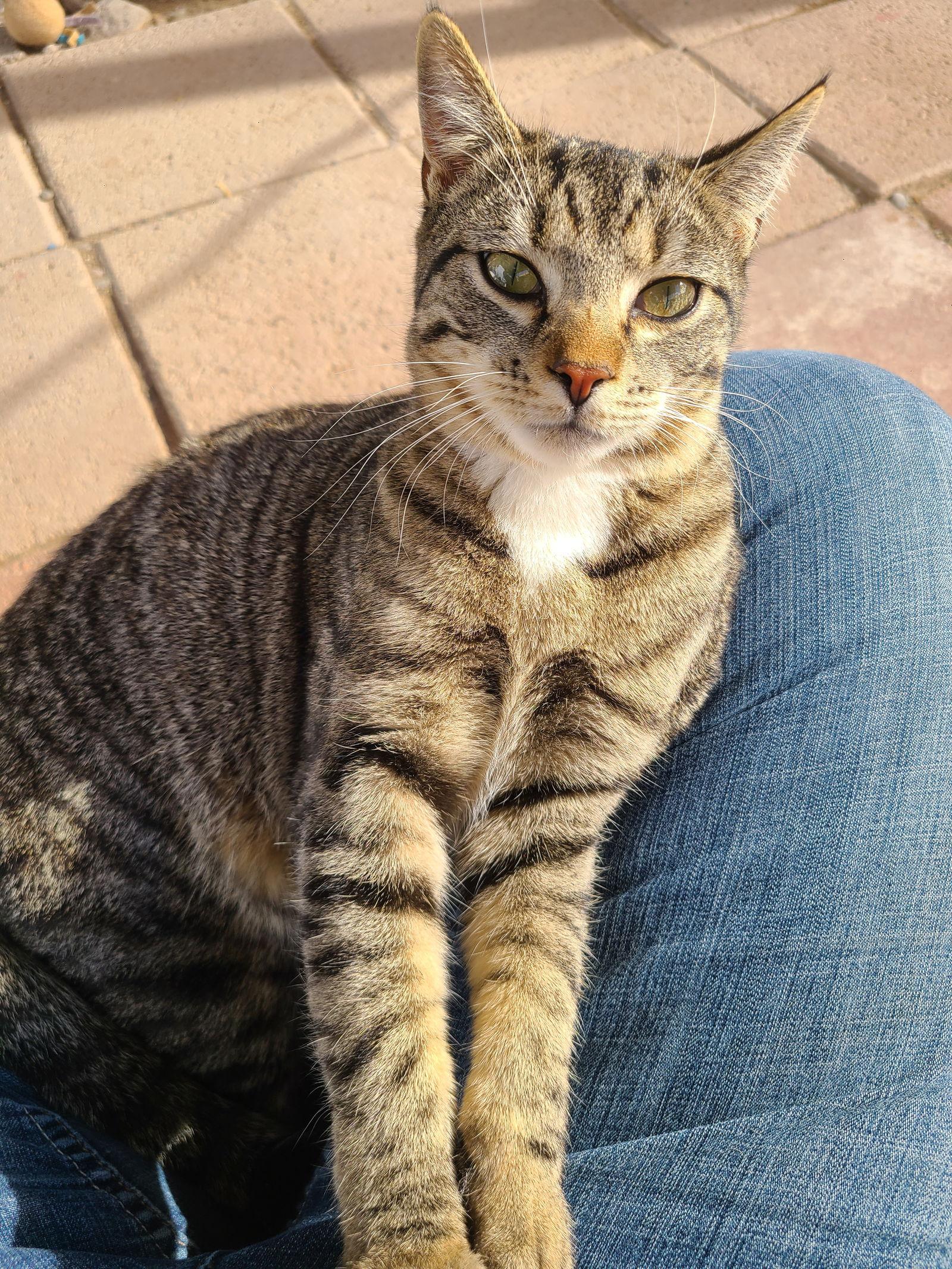 Enlarge Heather, a Adoptable mixed breed in Williamsburg, NM image 1/3