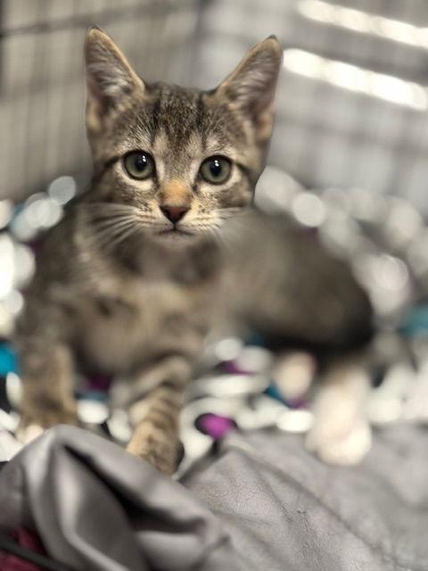 Heather, Adoptable, Kitten Female Tabby & Domestic Short Hair.