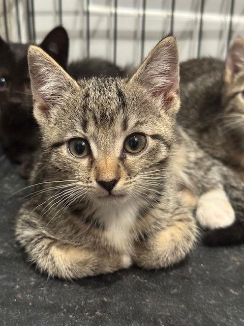 Heather, a Adoptable mixed breed in Williamsburg, NM image 2/4