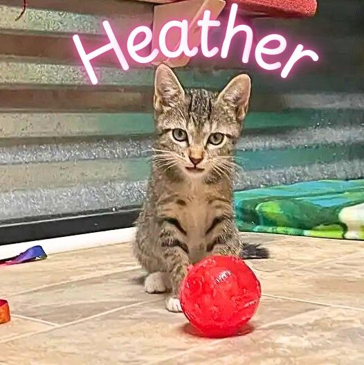 Heather