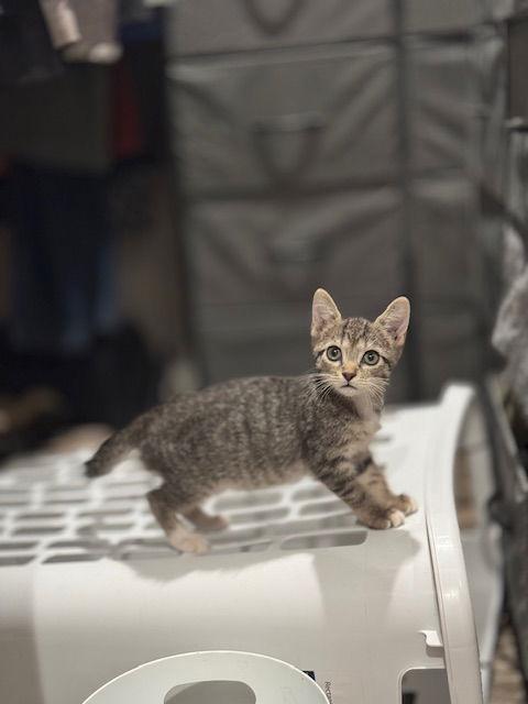 Heather, a Adoptable mixed breed in Williamsburg, NM image 3/4