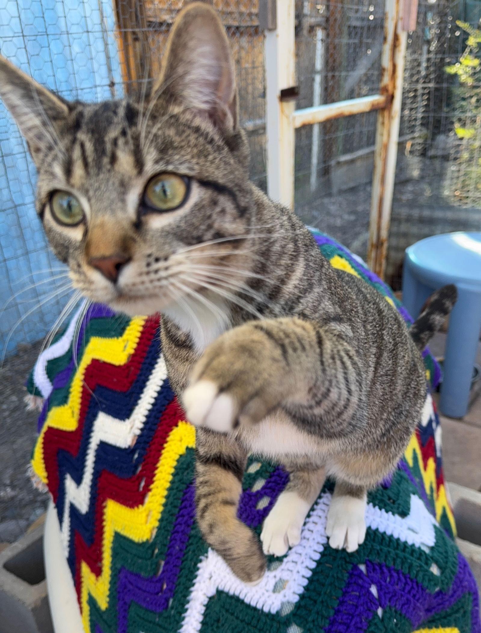 Enlarge Heather, a Adoptable mixed breed in Williamsburg, NM image 3/3