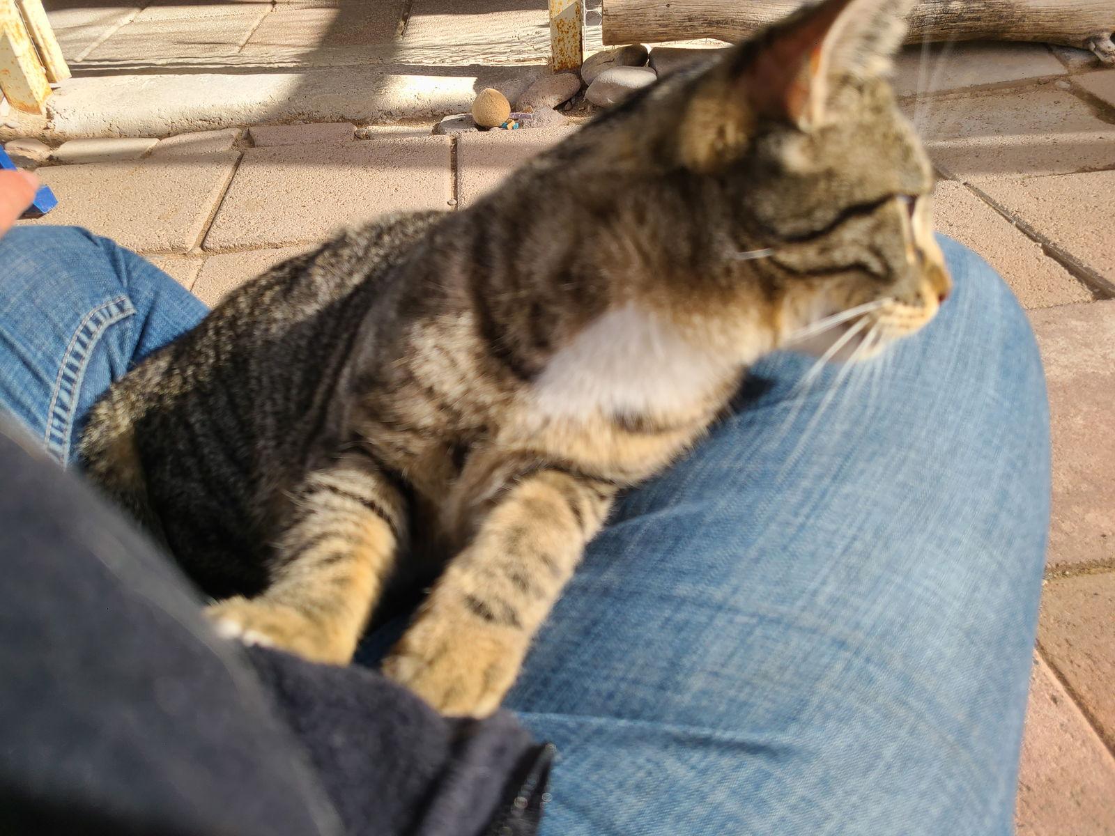 Enlarge Heather, a Adoptable mixed breed in Williamsburg, NM image 2/3