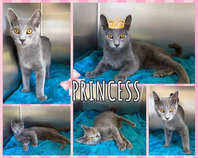 Enlarge Princess, an adopted mixed breed in Universal City, TX image 1/1