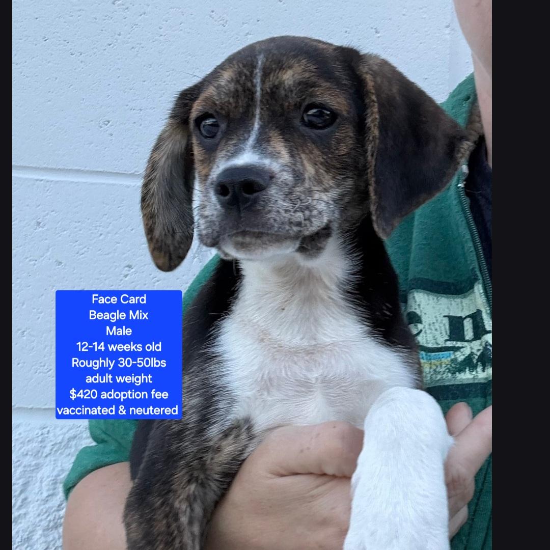 Enlarge Face Card, an adopted mixed breed in Oviedo, FL image 1/1