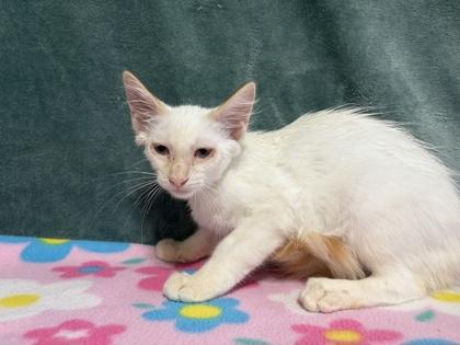Enlarge Buzz, a Adoptable mixed breed in Burlington, WI image 1/2