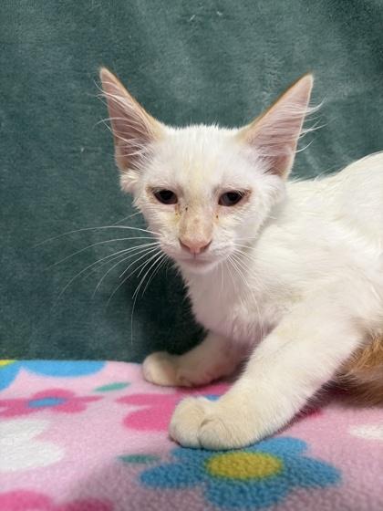 Enlarge Buzz, a Adoptable mixed breed in Burlington, WI image 2/2