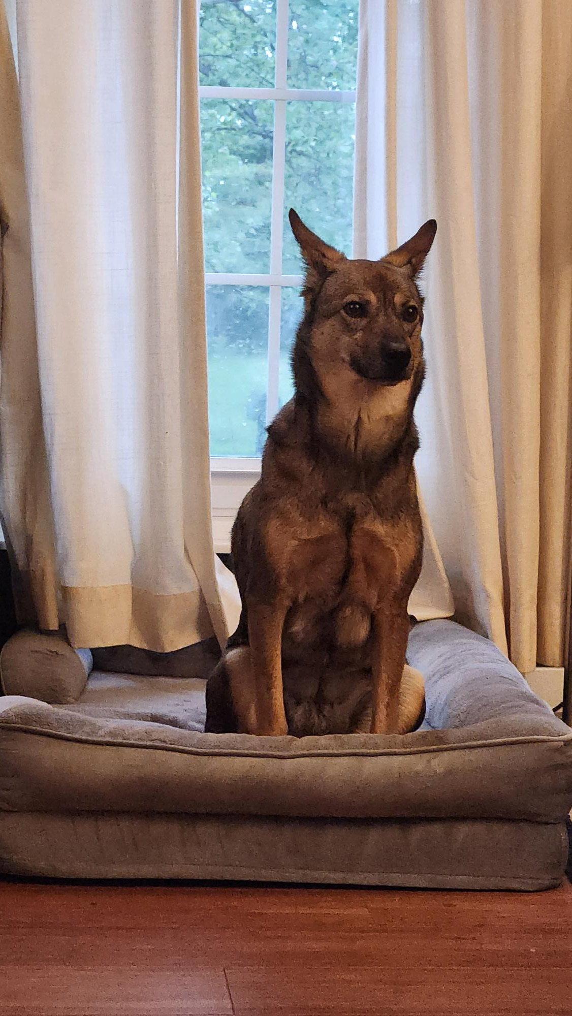 Tula Bean, a Adoptable Swedish Vallhund in Powell, OH image 2/3