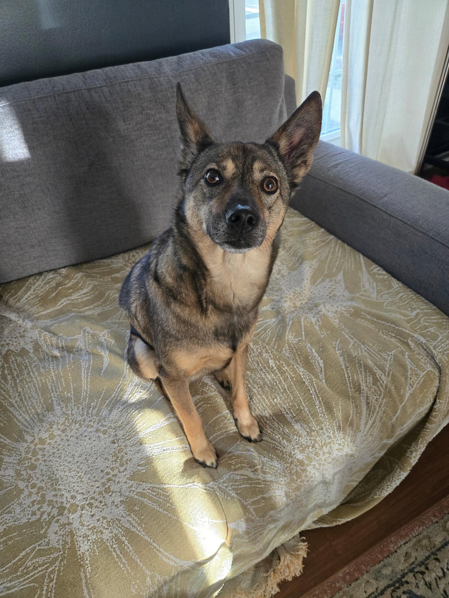 Tula Bean, a Adoptable Swedish Vallhund in Powell, OH image 3/3