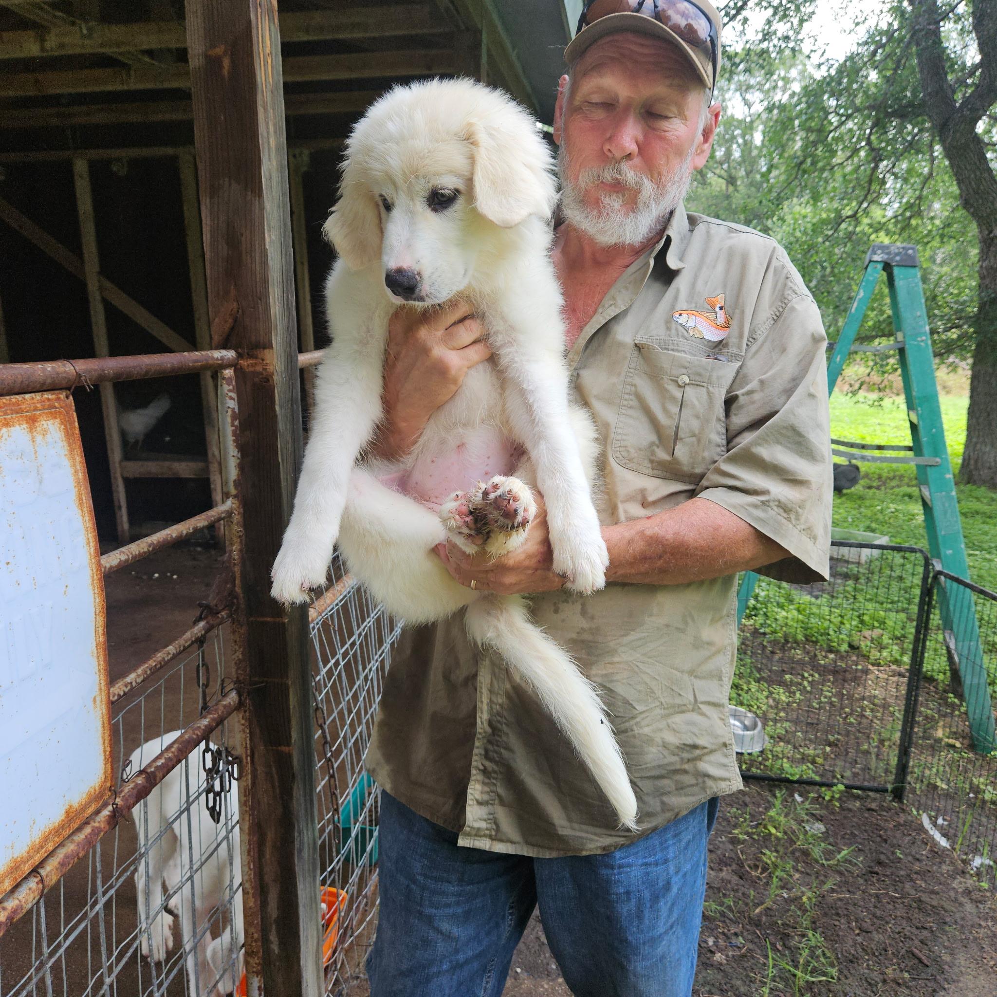 Mallow ATX, Adopted, Puppy Female Akbash & Great Pyrenees.