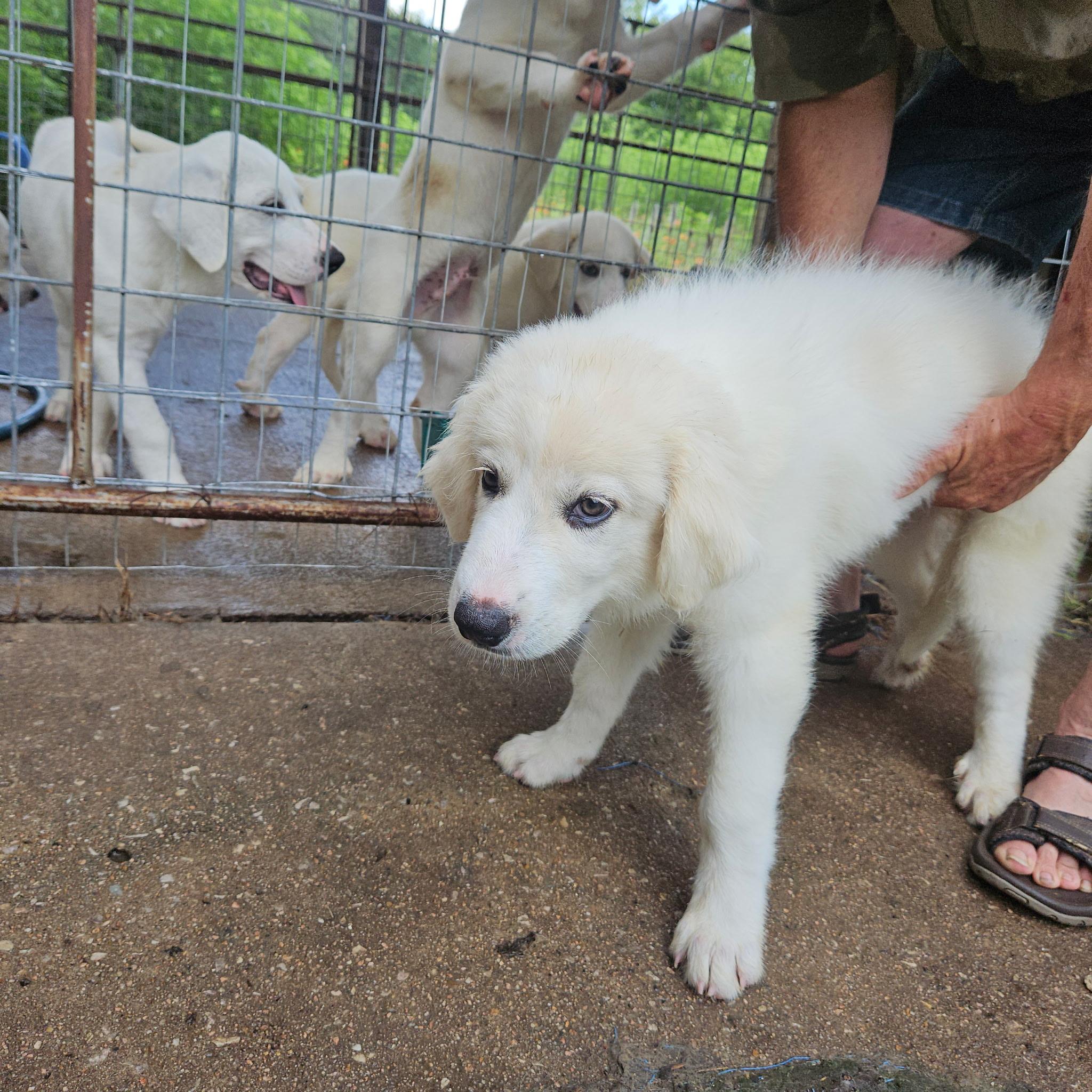 Mallow ATX, a Adopted mixed breed in Quinlan, TX image 3/3