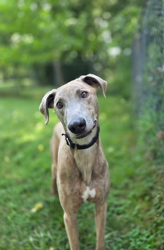Pickles, a Adoptable mixed breed in Goshen, IN image 5/5