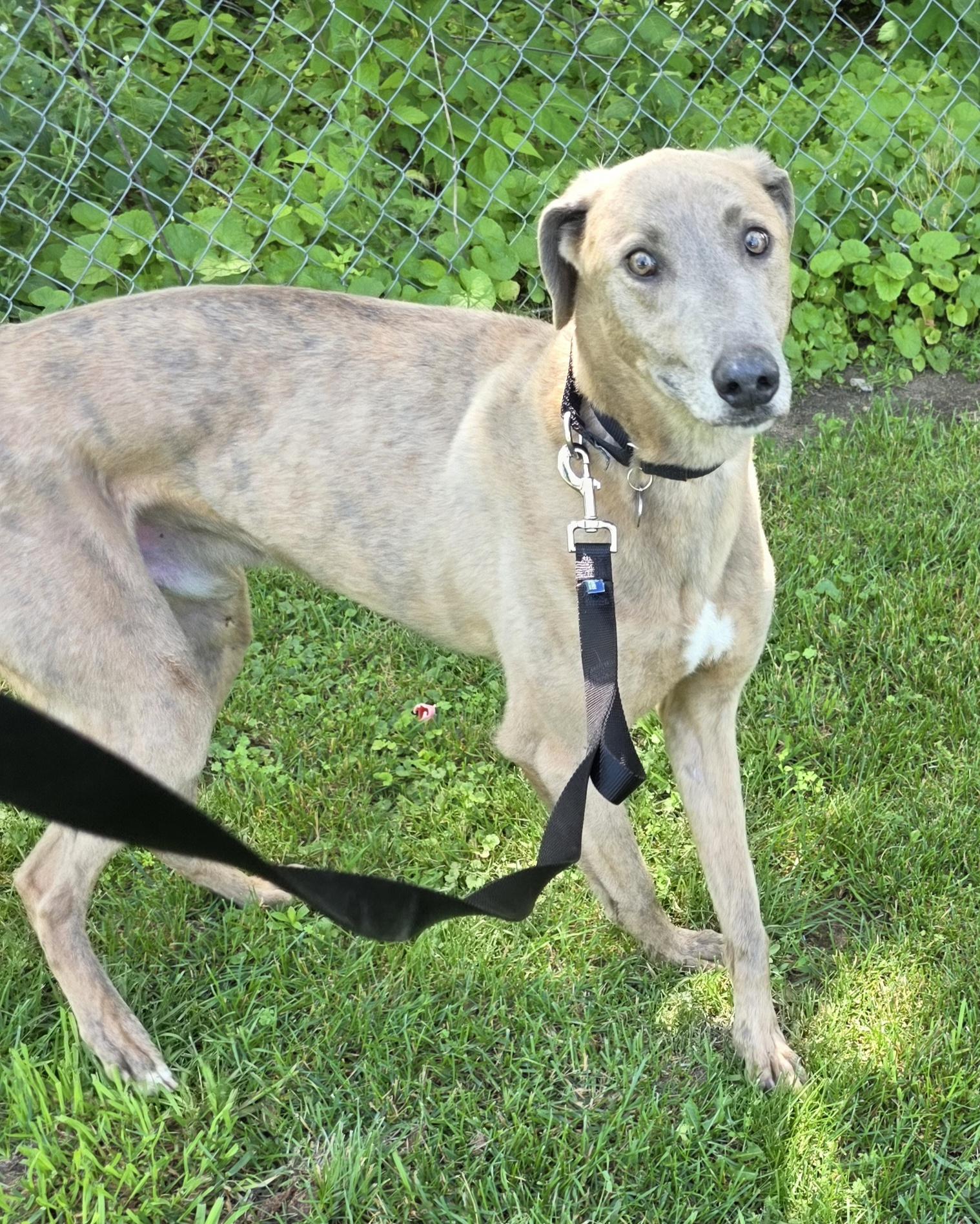 Pickles, a Adoptable mixed breed in Goshen, IN image 2/2