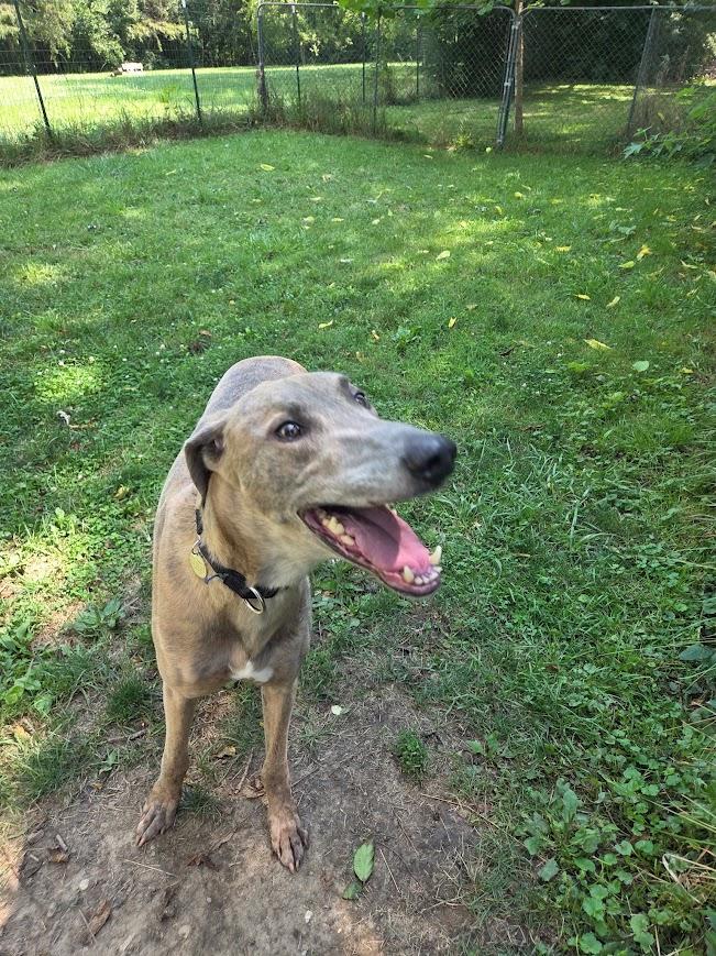 Pickles, a Adoptable mixed breed in Goshen, IN image 4/5