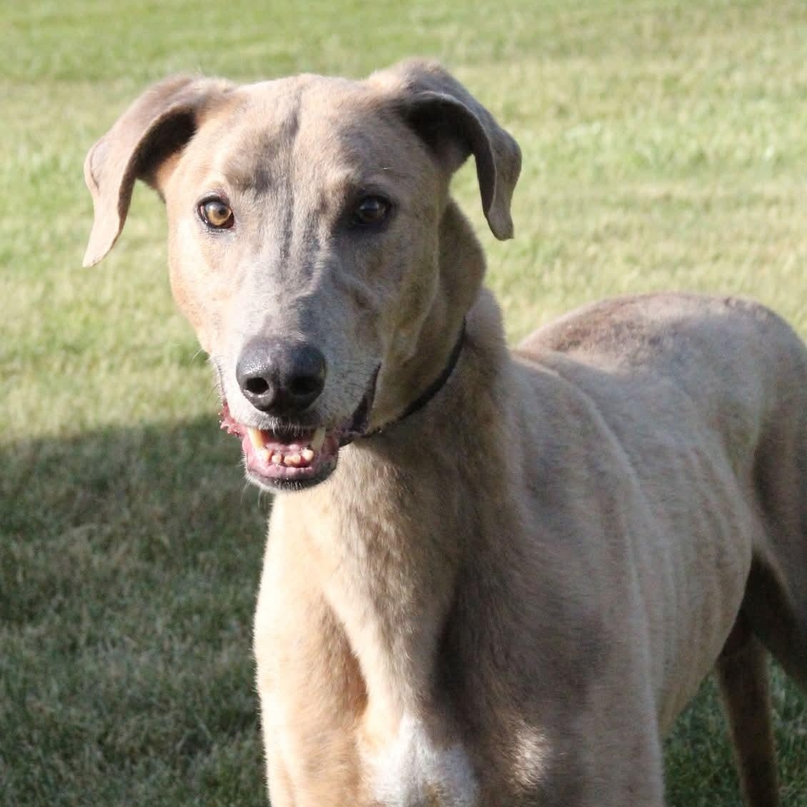 Pickles, Adoptable, Adult Male Greyhound.