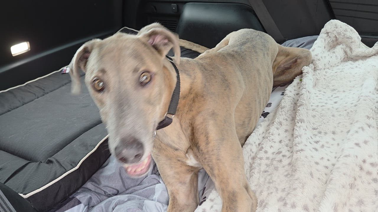 Enlarge Pickles, a Adoptable mixed breed in Goshen, IN video 6/6