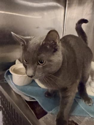 Enlarge Minino, an adopted Domestic Short Hair in Annapolis, MD image 1/1