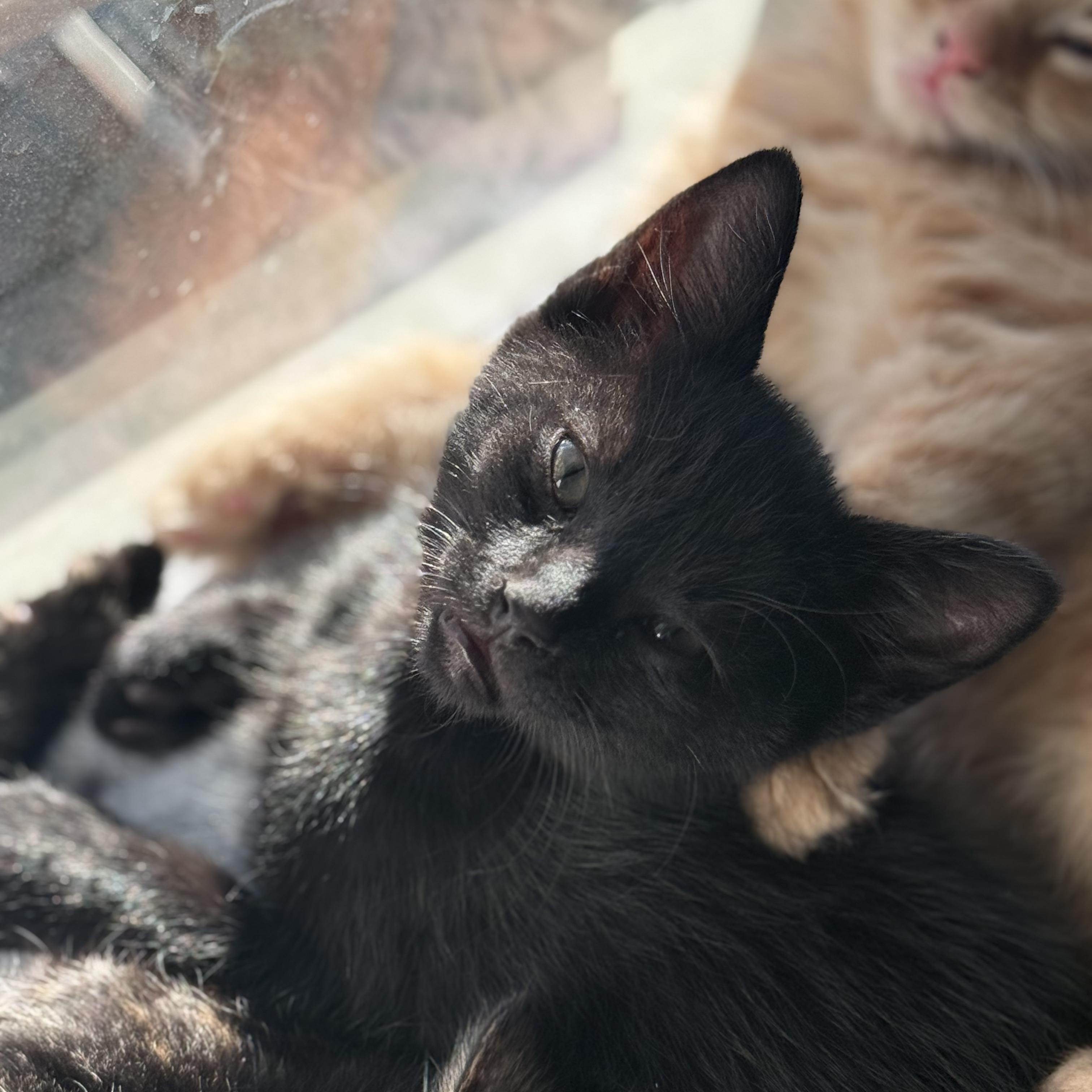 Sparky, an adopted Domestic Short Hair in Odenton, MD image 1/4