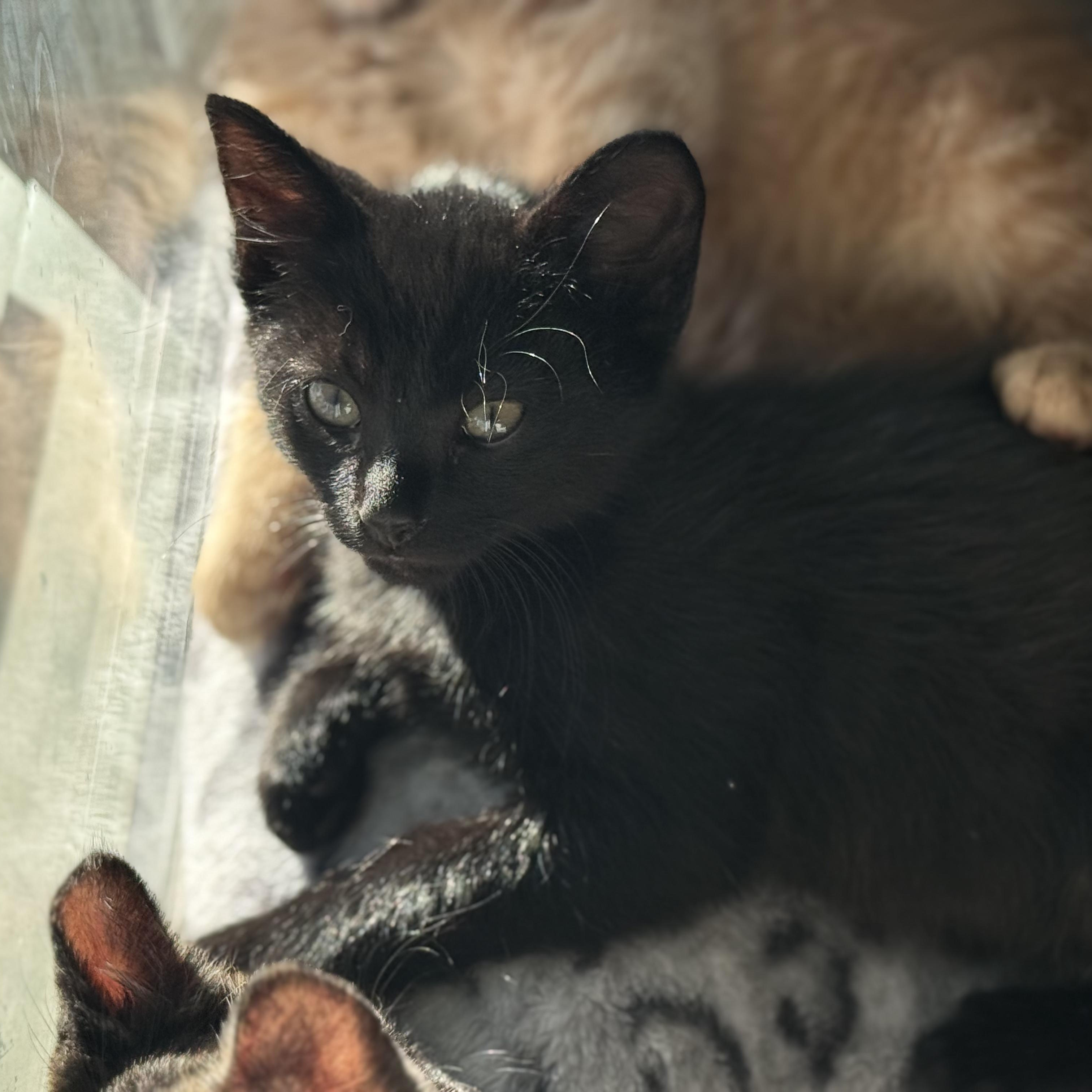 Sparky, an adopted Domestic Short Hair in Odenton, MD image 3/4