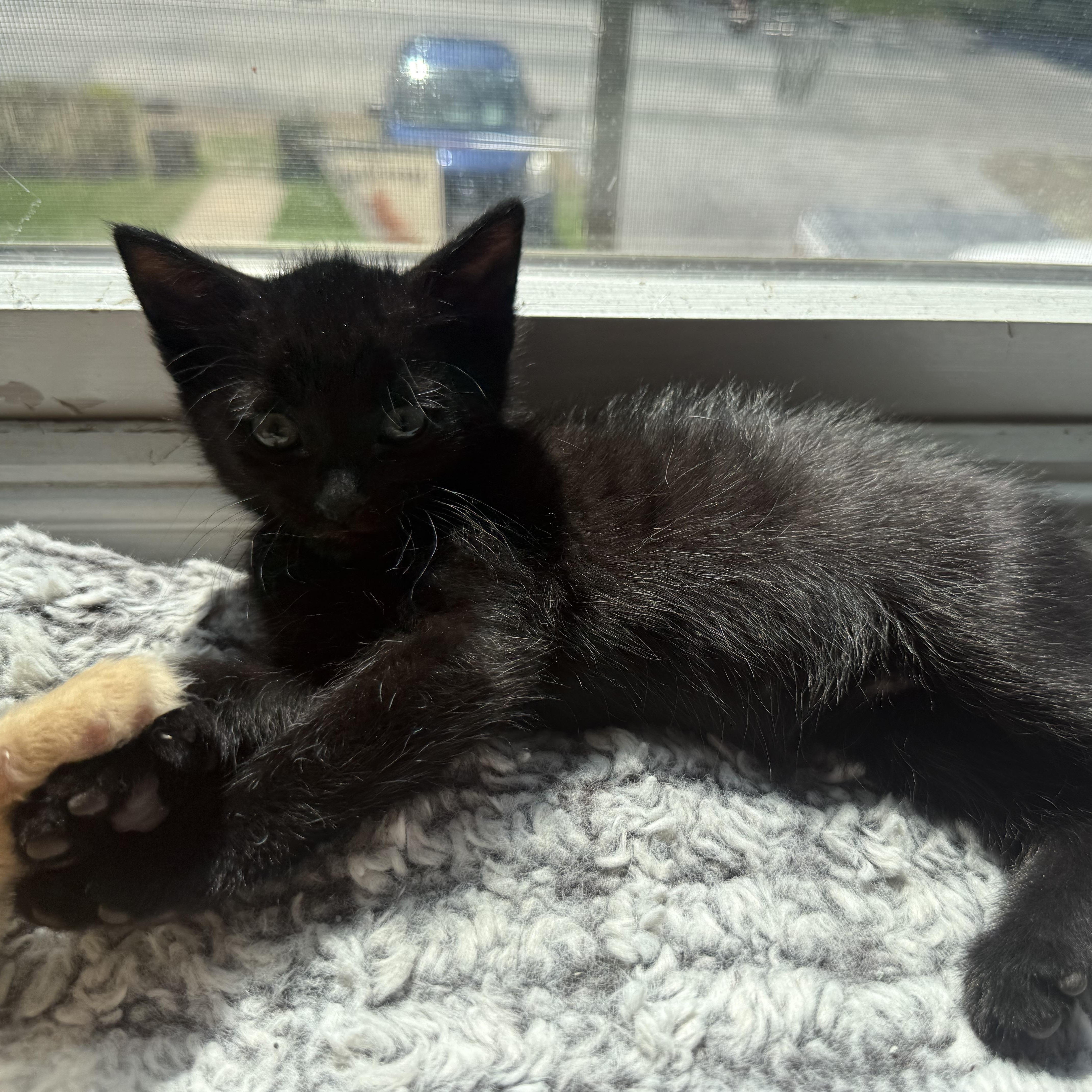 Sparky, an adopted Domestic Short Hair in Odenton, MD image 4/4