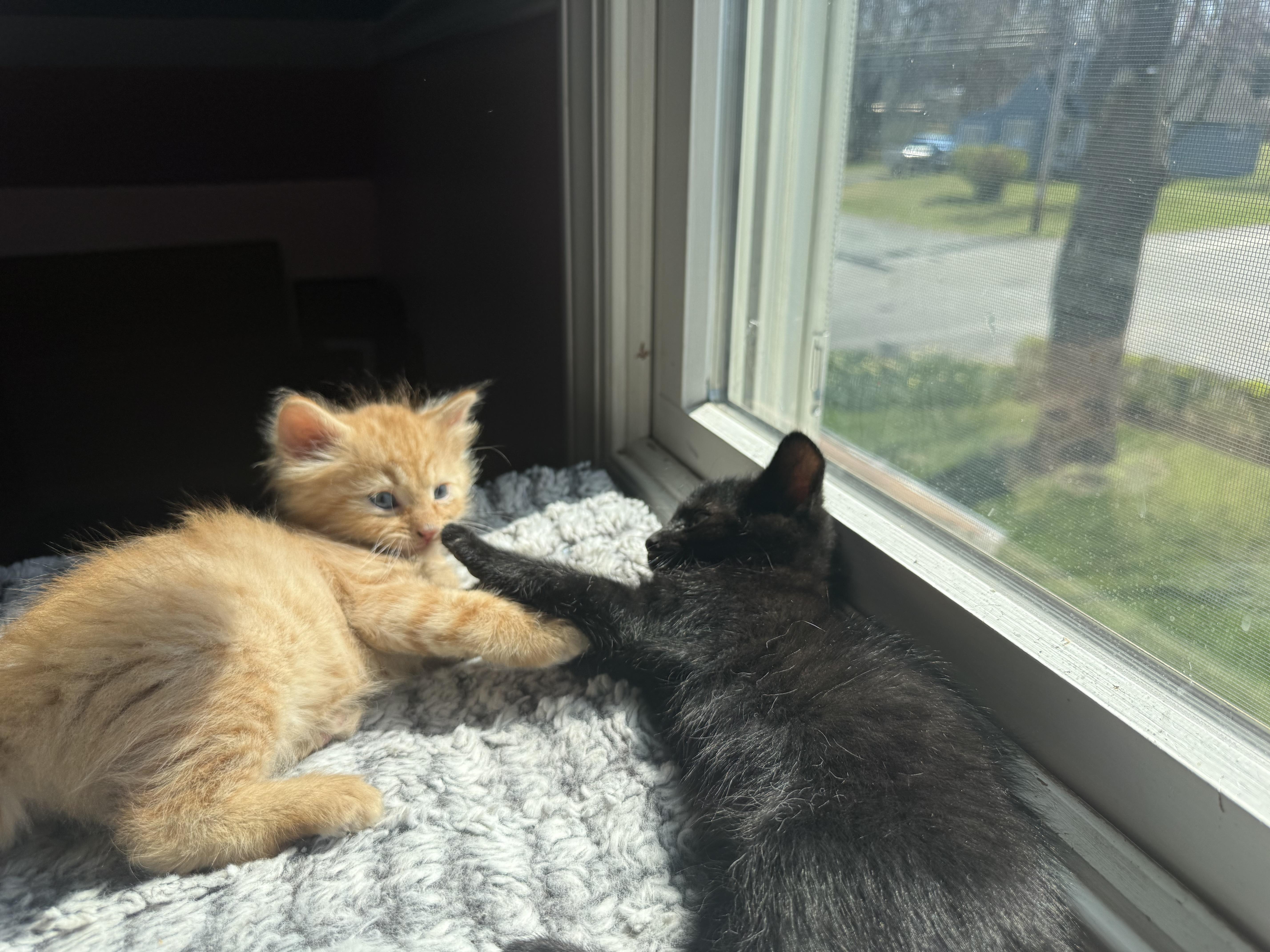 Sparky, an adopted Domestic Short Hair in Odenton, MD image 2/4