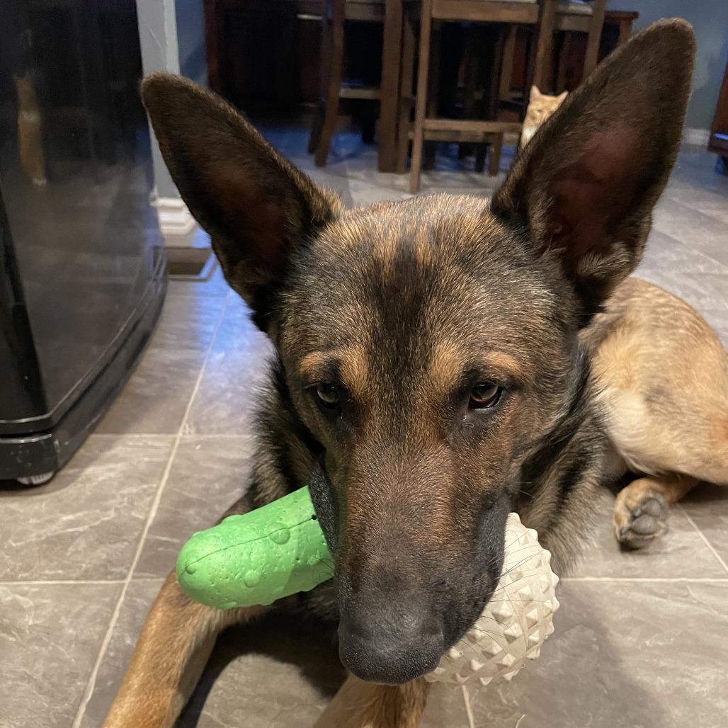 Draco, Adoptable, Adult Male Belgian Shepherd / Malinois.