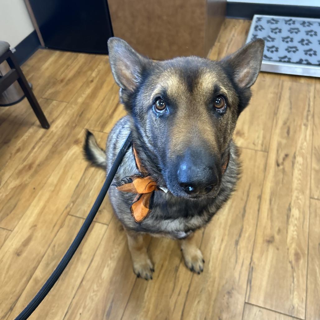 Enlarge Draco, a Adoptable Belgian Shepherd / Malinois in Colorado Springs, CO image 2/6
