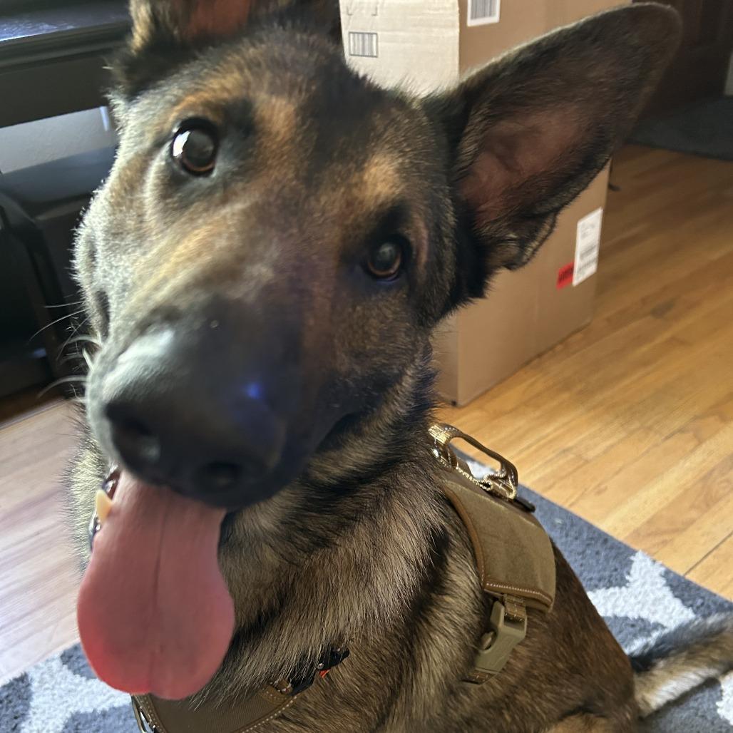 Enlarge Draco, a Adoptable Belgian Shepherd / Malinois in Colorado Springs, CO image 3/6