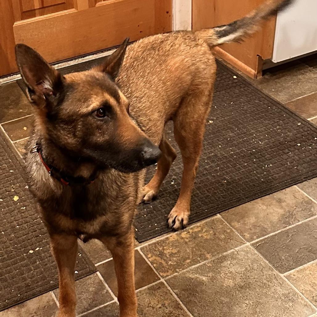 Enlarge Draco, a Adoptable Belgian Shepherd / Malinois in Colorado Springs, CO image 4/6