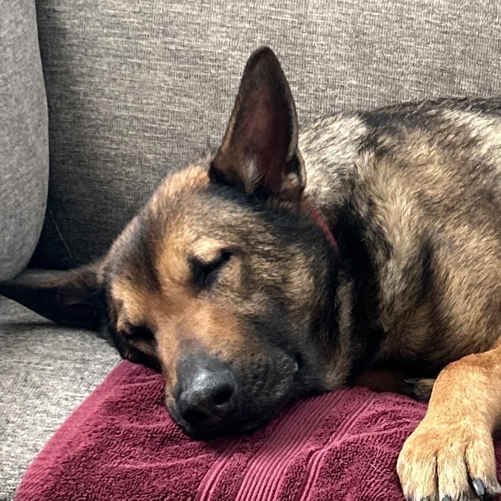 Enlarge Draco, a Adoptable Belgian Shepherd / Malinois in Colorado Springs, CO image 5/6