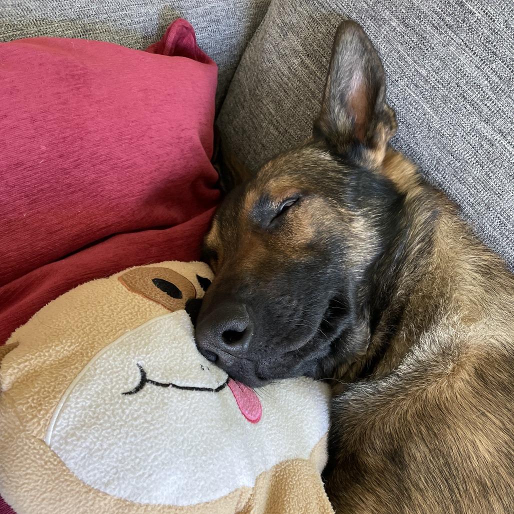 Enlarge Draco, a Adoptable Belgian Shepherd / Malinois in Colorado Springs, CO image 6/6