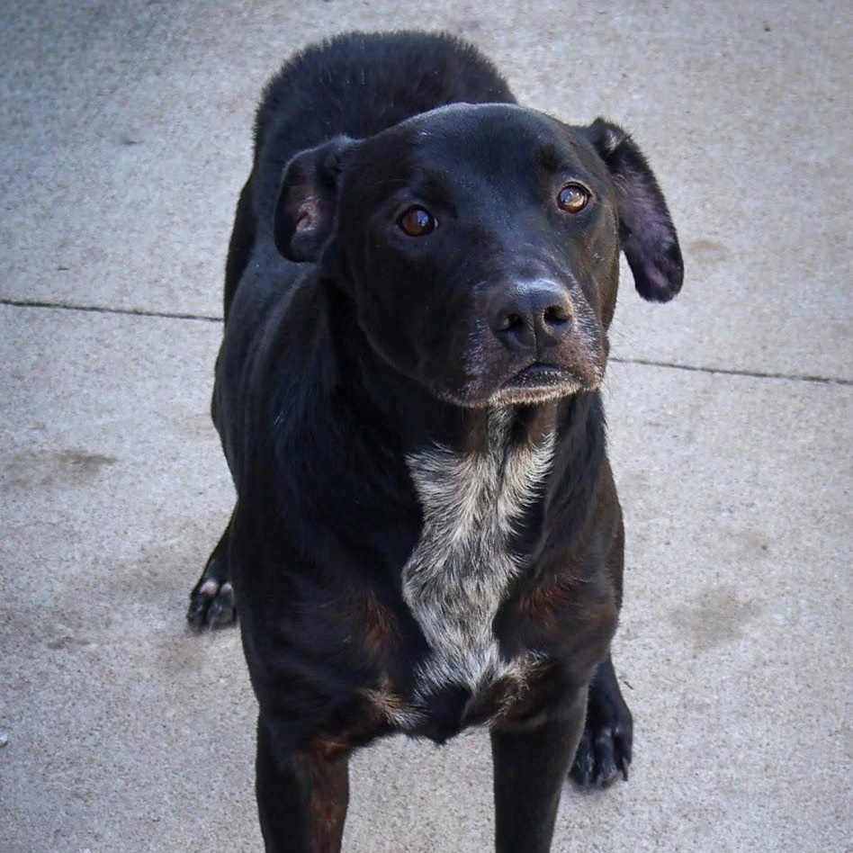 Enlarge Junebug, a ADOPTABLE Black Labrador Retriever in Hollister, MO image 1/3